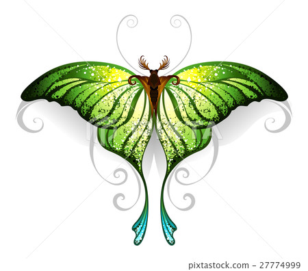 Green butterfly 27774999