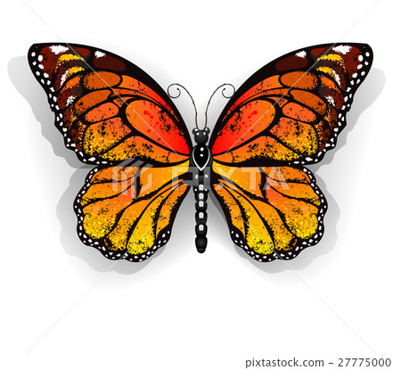 Orange butterfly monarch 27775000