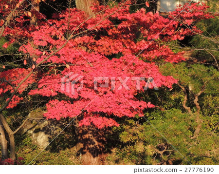 秋天的樹葉 27776190