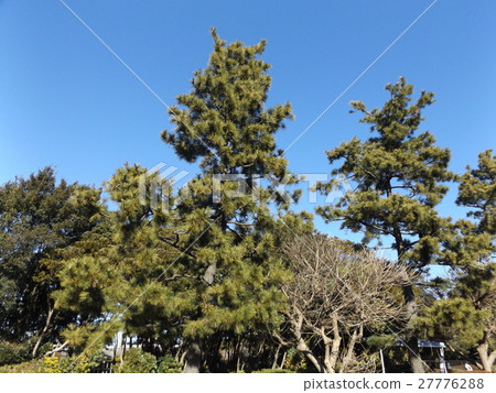 黑松樹的街道樹在Inage海岸入口的 黑松樹的街道樹在Inage海岸入口的 27776288