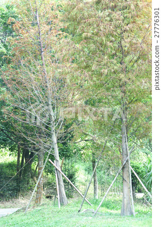 Cedar Cedar 27776301