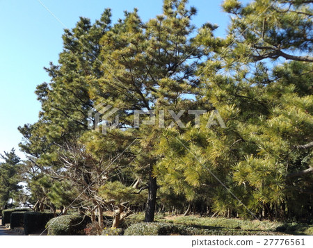 Street tree of the black pine tree at the Inage coast entrance Street tree of the black pine tree at the Inage coast entrance 27776561
