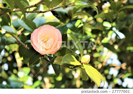 Camellia Camellia 27777001