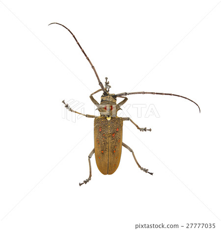 Species of longhorn beetles beetles. 27777035