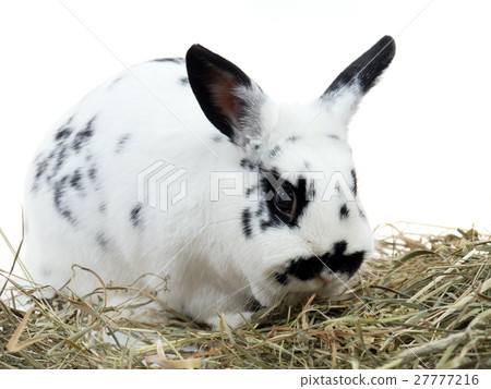 Rabbit 27777216