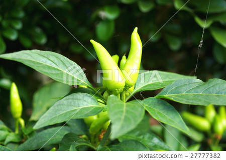 辣椒 辣椒 27777382