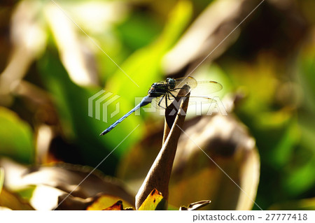 蜻蜓 27777418