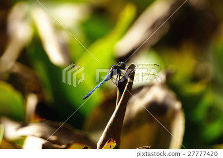 蜻蜓 27777420