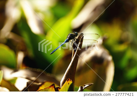 蜻蜓 27777421