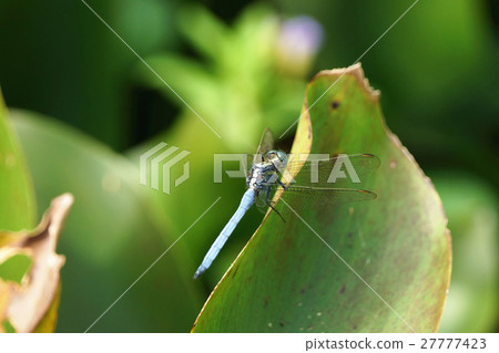 蜻蜓 27777423