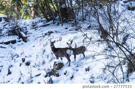 親子野鹿 27777533