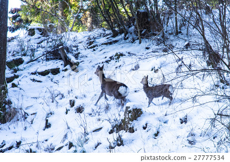 親子野鹿 27777534