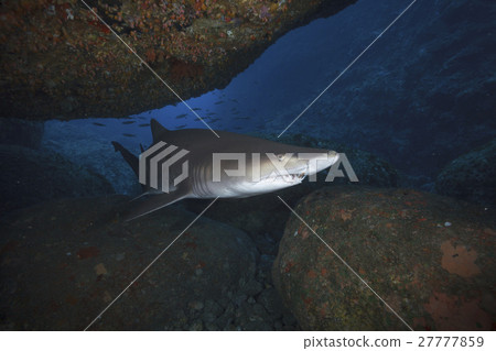 Ogasawara's Shirogani sand tiger shark Ogasawara's Shirogani sand tiger shark 27777859