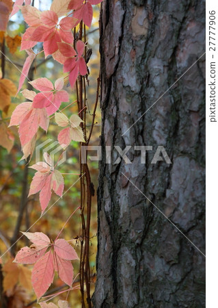 In autumn forest In autumn forest 27777906