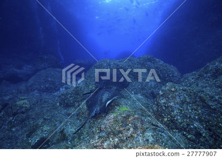 兩個madaraei游泳金槍魚洞 兩個madaraei游泳金槍魚洞 27777907