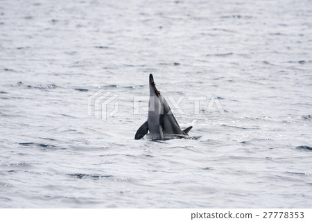 Dolphin dragged with mimi eboshi in its mouth Dolphin dragged with mimi eboshi in its mouth 27778353