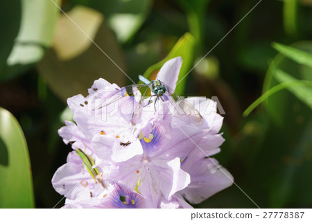 蜻蜓 27778387