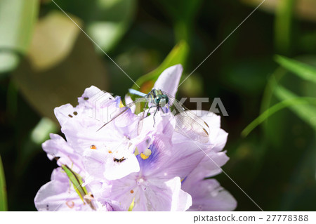 蜻蜓 蜻蜓 27778388