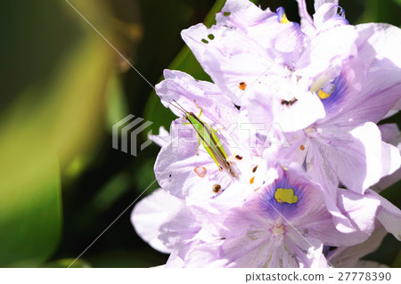 蚱蜢 蚱蜢 27778390