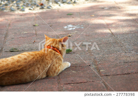 貓 27778398