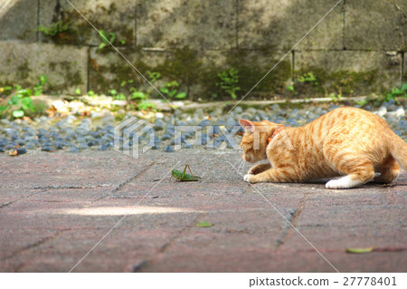 貓 27778401