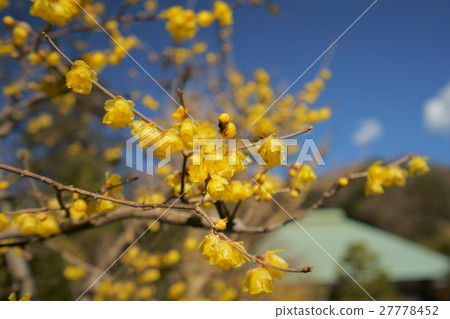 鎌倉·Jikoji寺 27778452