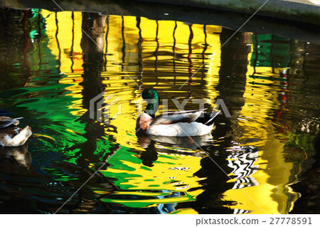 綠頭鴨 27778591