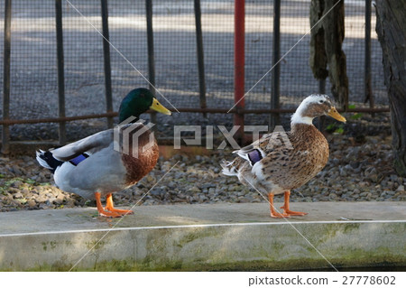 Mallard 27778602
