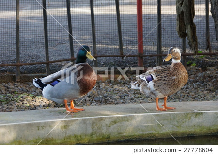 綠頭鴨 27778604