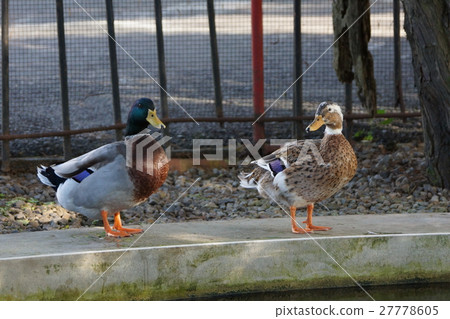 綠頭鴨 27778605