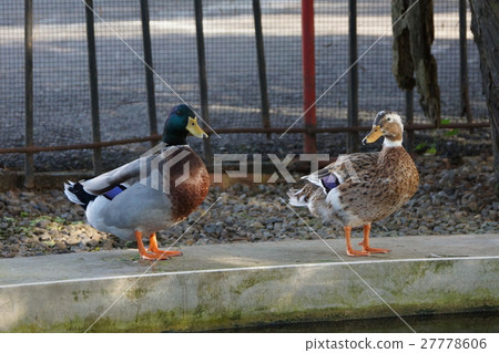Mallard Mallard 27778606