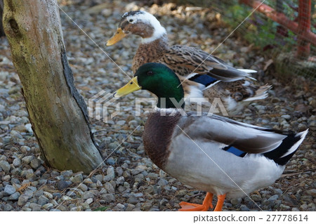 Mallard Mallard 27778614