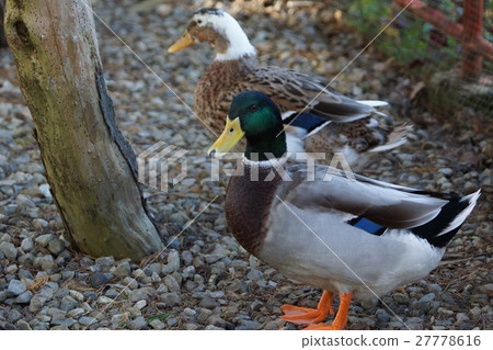 綠頭鴨 27778616