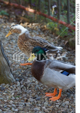 綠頭鴨 27778618