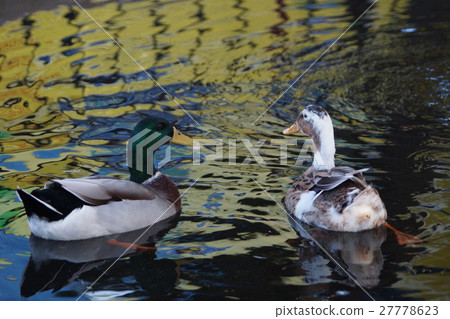 綠頭鴨 27778623