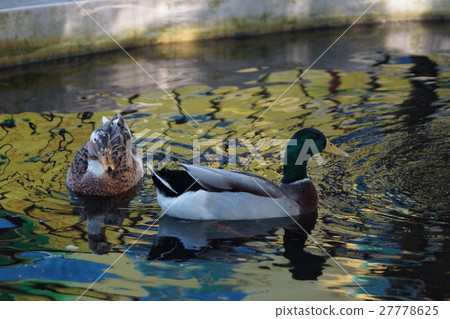 綠頭鴨 27778625