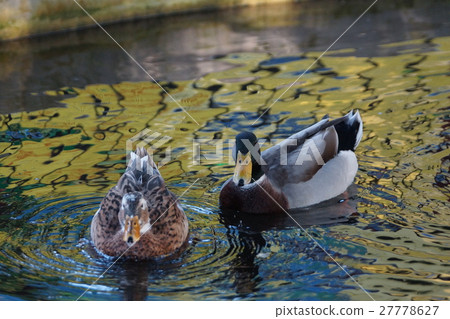 綠頭鴨 27778627