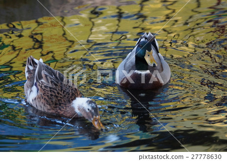 Mallard Mallard 27778630