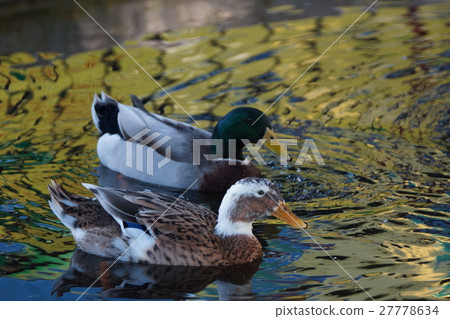 Mallard Mallard 27778634