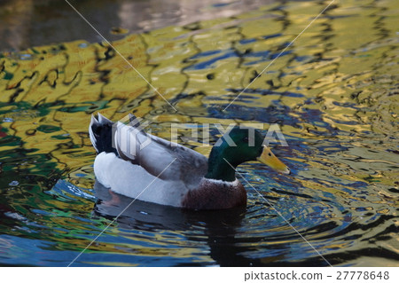 綠頭鴨 綠頭鴨 27778648