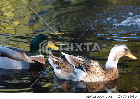 綠頭鴨 綠頭鴨 27778649