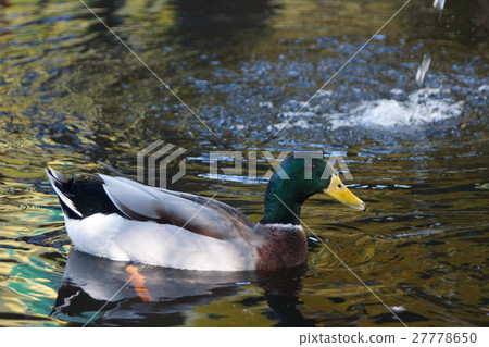 綠頭鴨 27778650