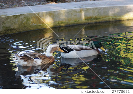綠頭鴨 27778651