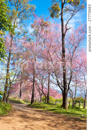 Wild Himalayan Cherry Wild Himalayan Cherry 27778663