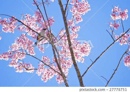 bird and pink sakura 27778751