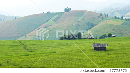 rice field with shack rice field with shack 27778773