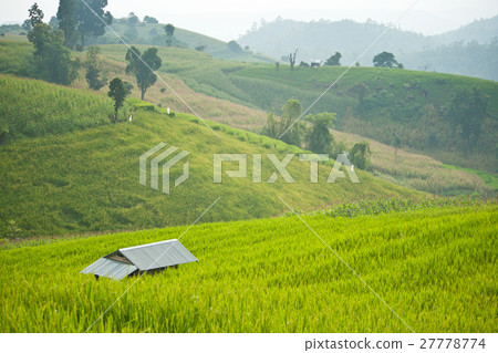 terrace rice field with shack terrace rice field with shack 27778774