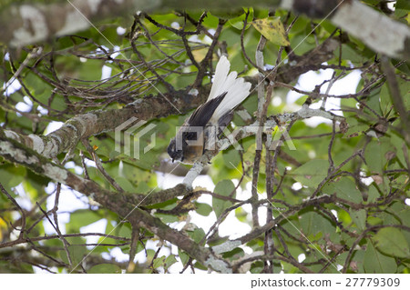 Fantail (Ougi Bitaki) Chatham island Species Fantail (Ougi Bitaki) Chatham island Species 27779309