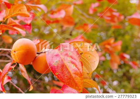 Autumn leaves and persimmon nuts Autumn leaves and persimmon nuts 27779323