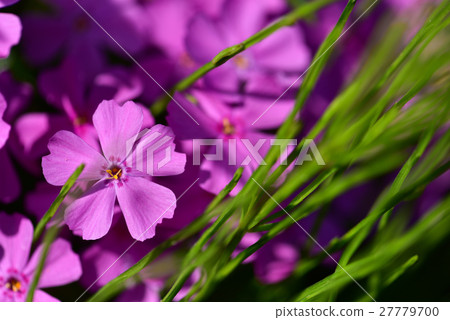 [植物]芝櫻櫻粉紅色（1） 27779700